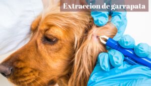 eliminar garrapata de un perro