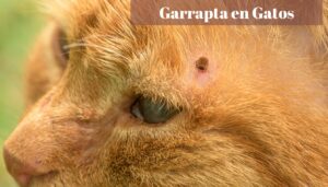 garrapata en gatos