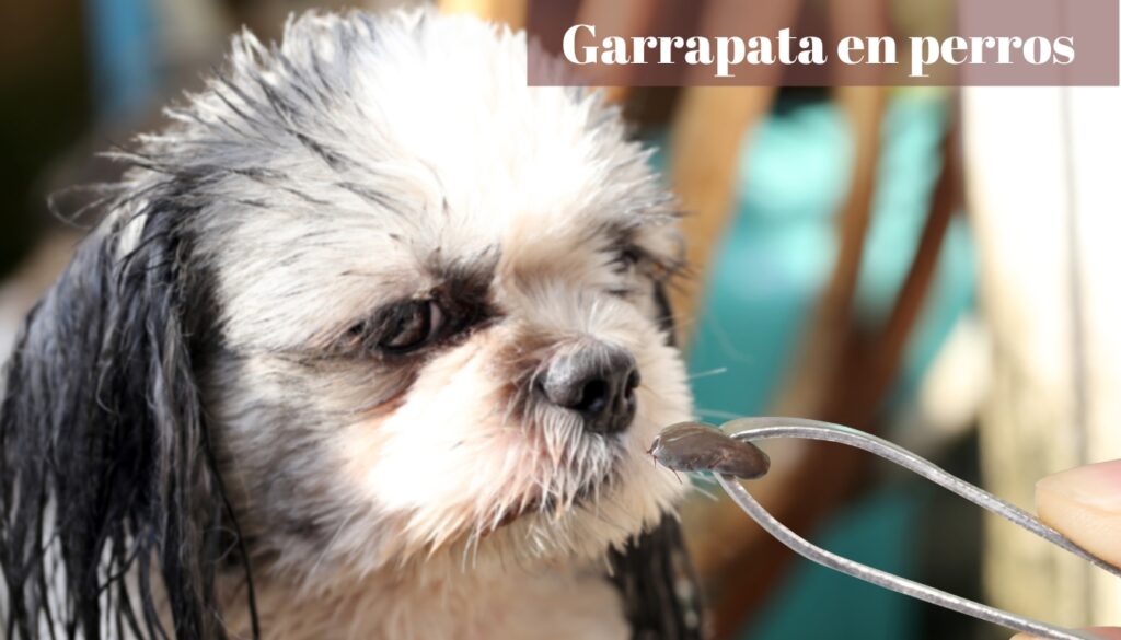 garrapata en perros