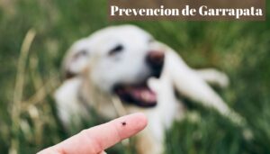 Prevención de garrapata