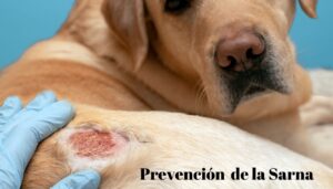 prevención sarna canina