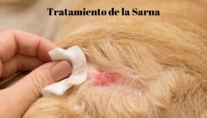 tratamiento sarna en perros