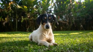 perro bodeguero andaluz