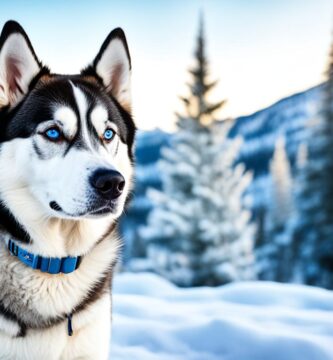 perro husky