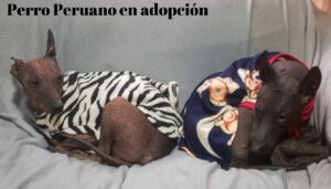 adopción de perro peruano