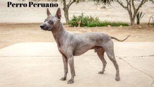 enfermedades del perro sin pelo