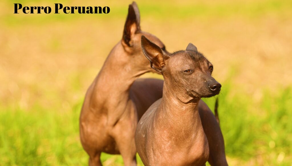 perro peruano sin pelo