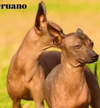 perro peruano sin pelo